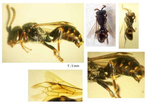 Nomada sp.
